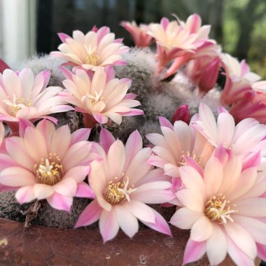 Rebutia 'Celebration' syn. Aylostera 'Celebration'