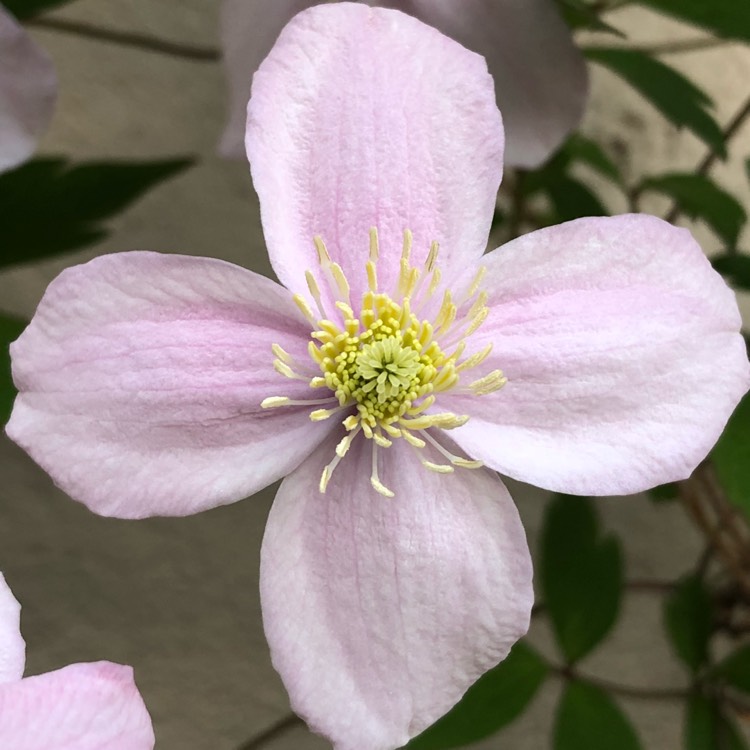 plant image 707714