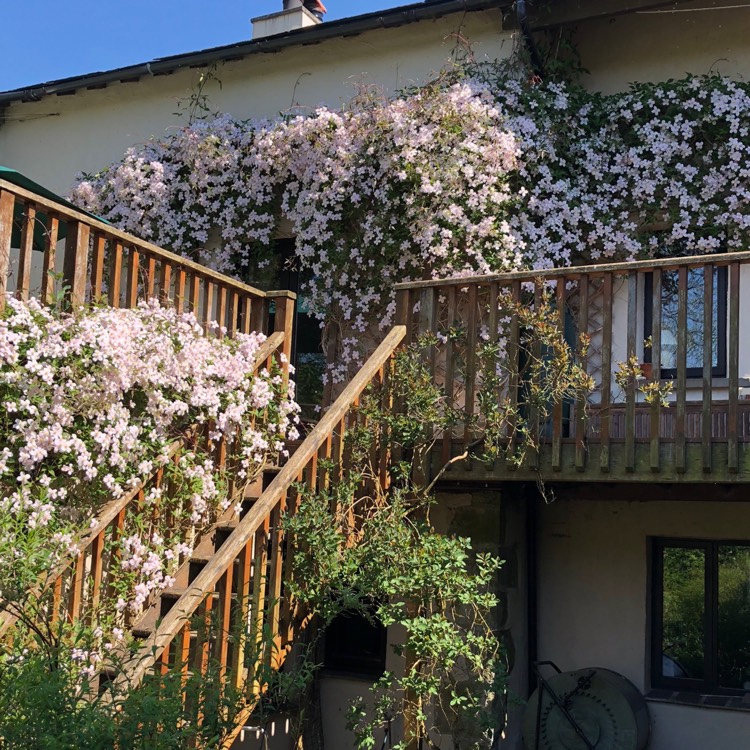 Plant image Clematis Montana 'Elizabeth'