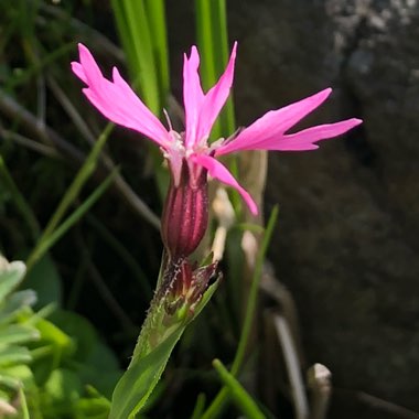 Lychnis flos cuculi