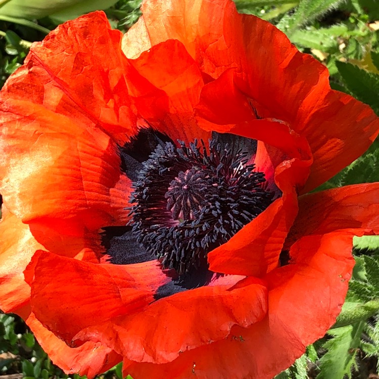 plant image 724664