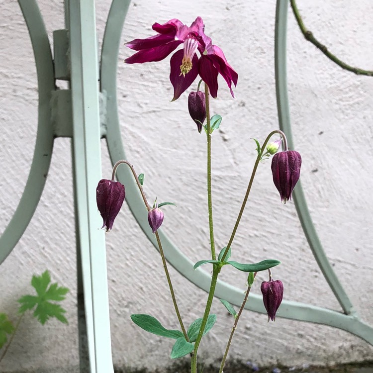 plant image 724678 plant image 724678