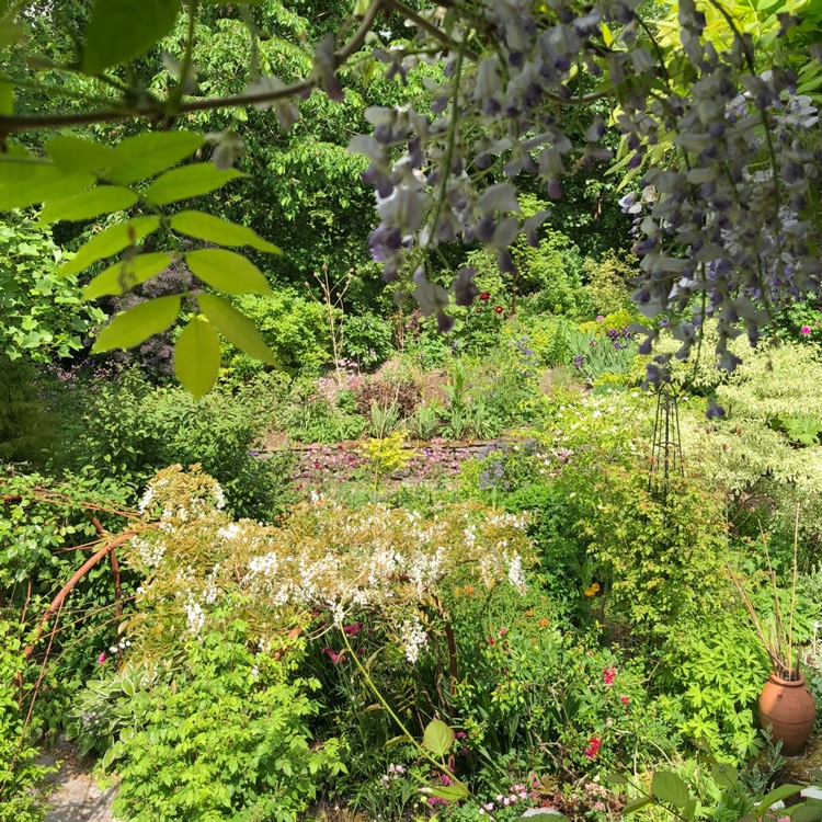 plant image 724685 plant image 724685
