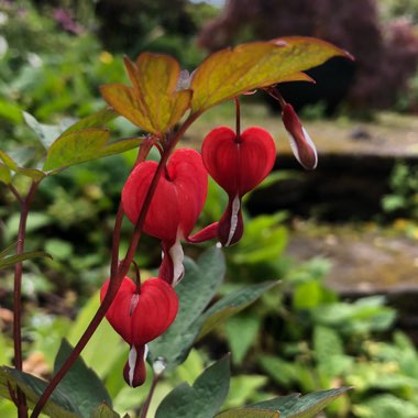 Lamprocapnos spectabilis 'Valentine' syn. Dicentra spectabilis 'Valentine'