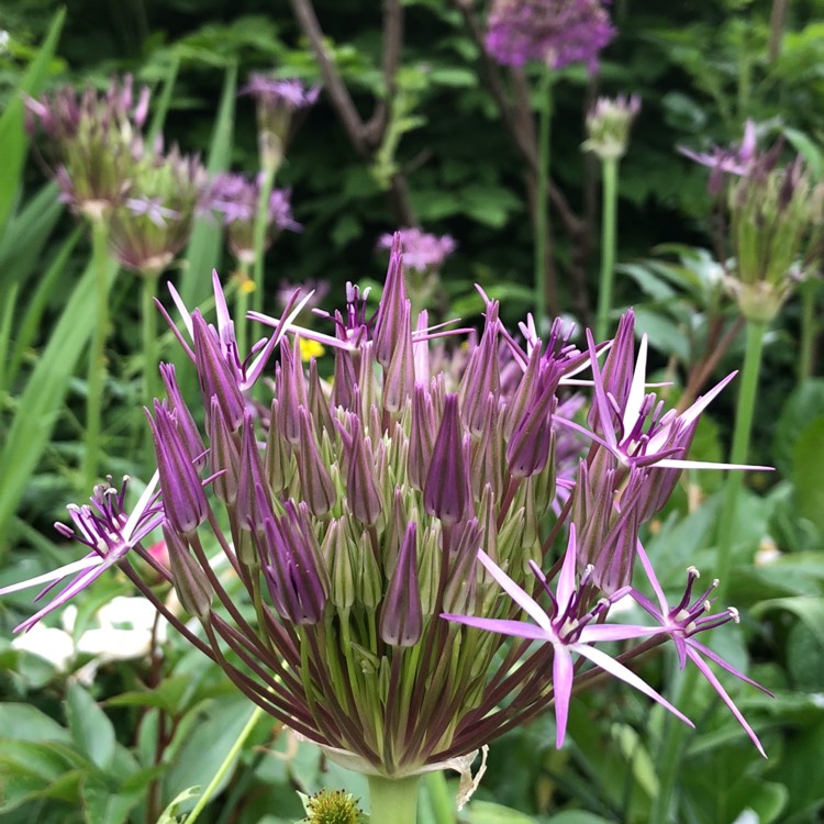 plant image 729425 plant image 729425