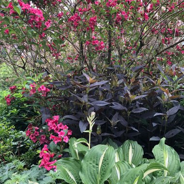 Weigela