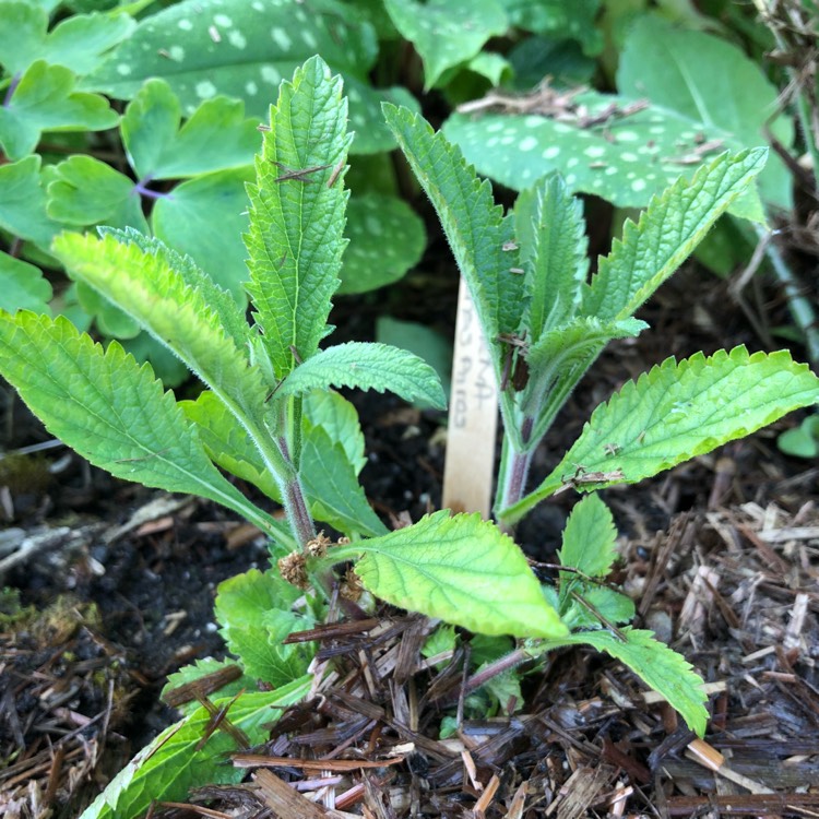 plant image 730834