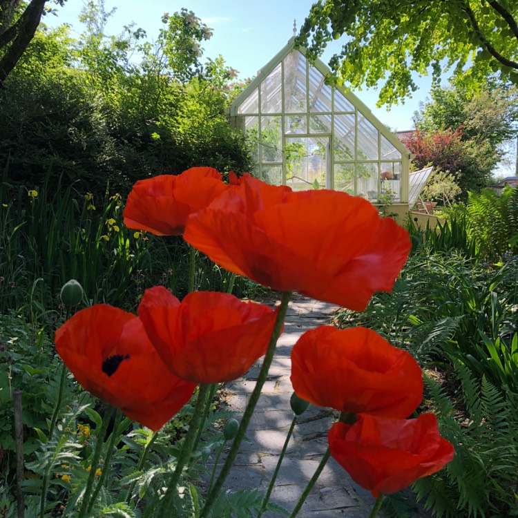 plant image 734310