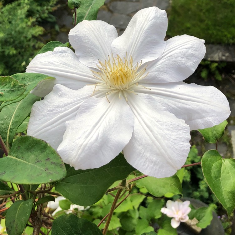 plant image 738154