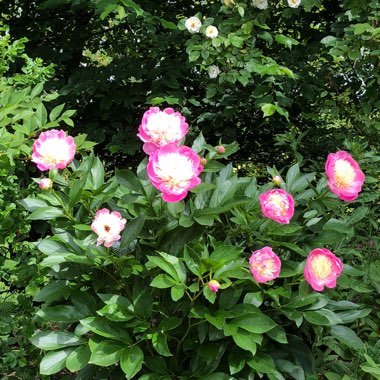 Paeonia lactiflora 'White Cap'