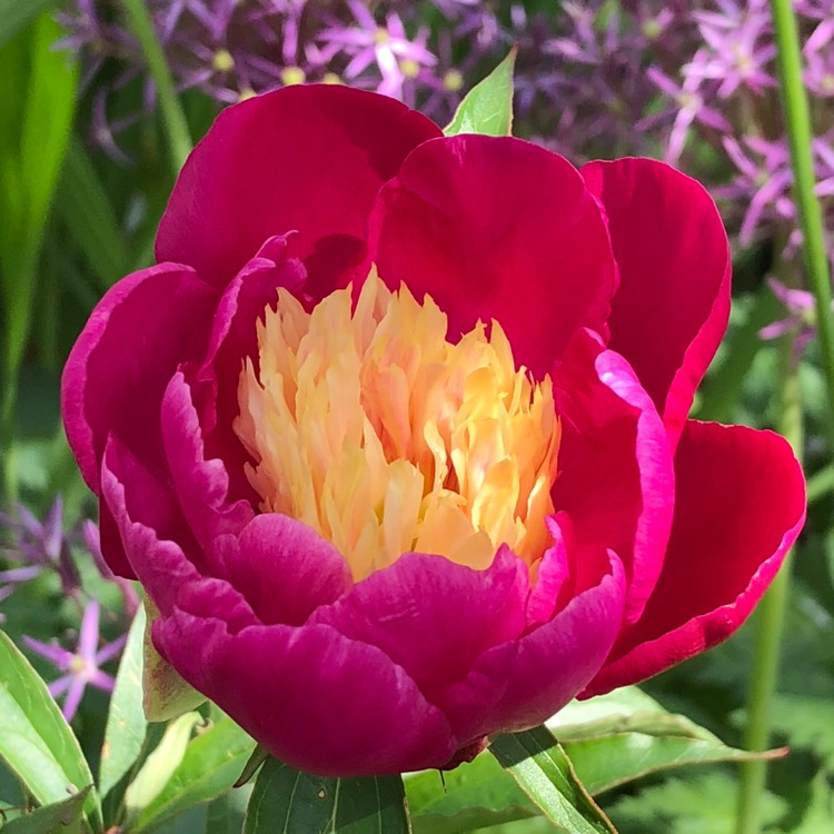 Plant image Paeonia lactiflora 'Bowl of Beauty'