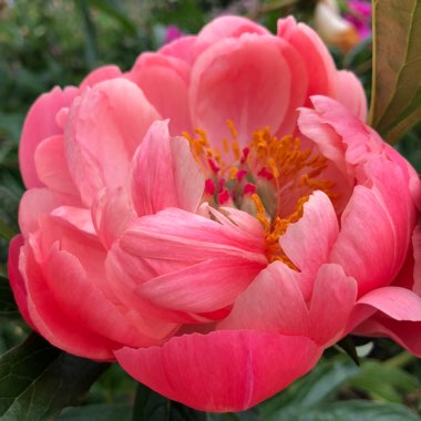 Paeonia 'Coral Charm'
