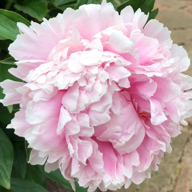 Paeonia lactiflora 'Sarah Bernhardt'