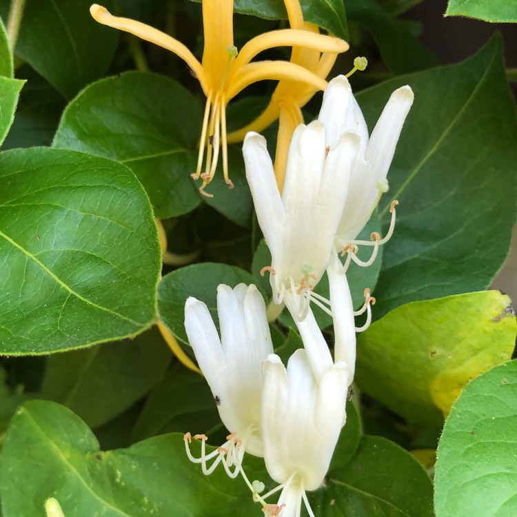 plant image 761705