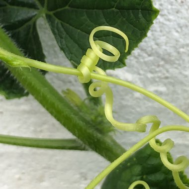 Cucumis Sativus 'Marketmore'