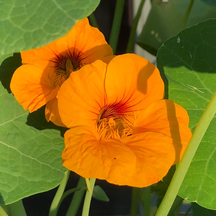 Plant image Tropaeolum majus