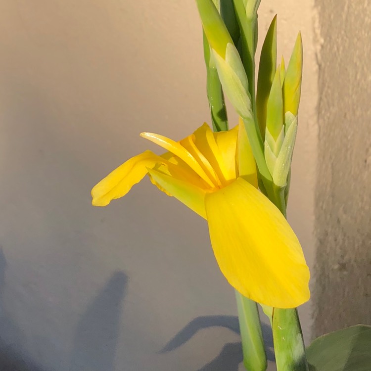 plant image 770760