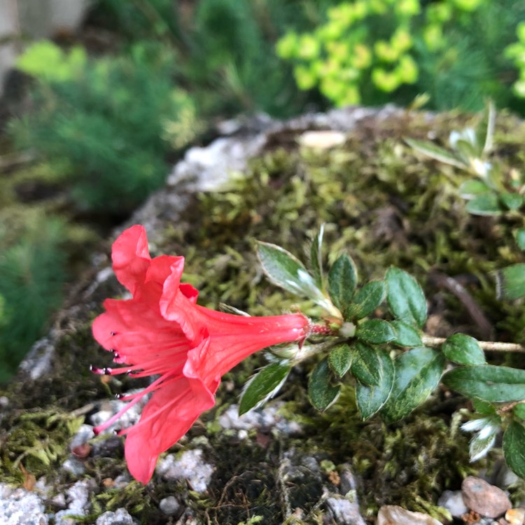 plant image 771550