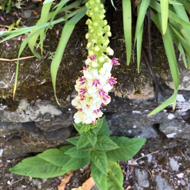 Verbascum chaixii 'Album'