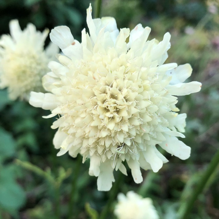 Plant image Cephalaria gigantea syn. Cephalaria caucasica ; Cephalaria tatarica