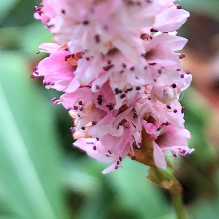 Plant image Persicaria Affinis