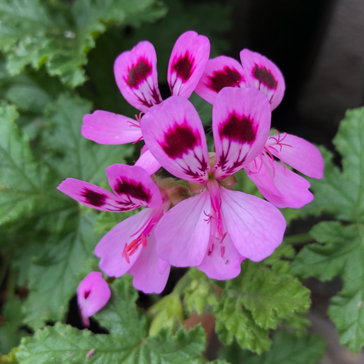 Plant image Pelargonium 'Royal Oak'