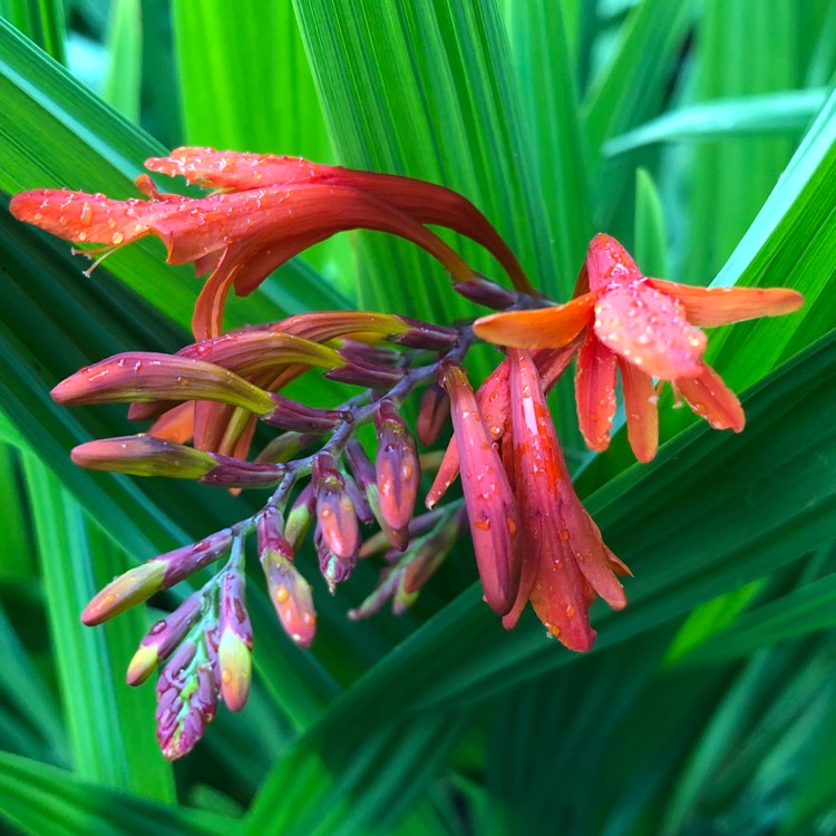 Plant image Crocosmia