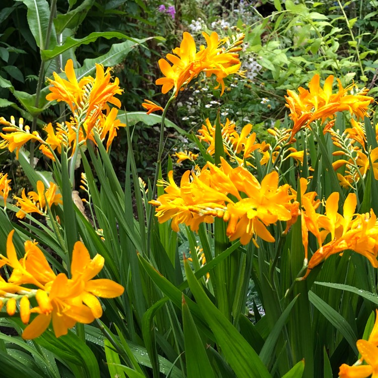 Plant image Crocosmia x crocosmiiflora 'Irish Dawn'