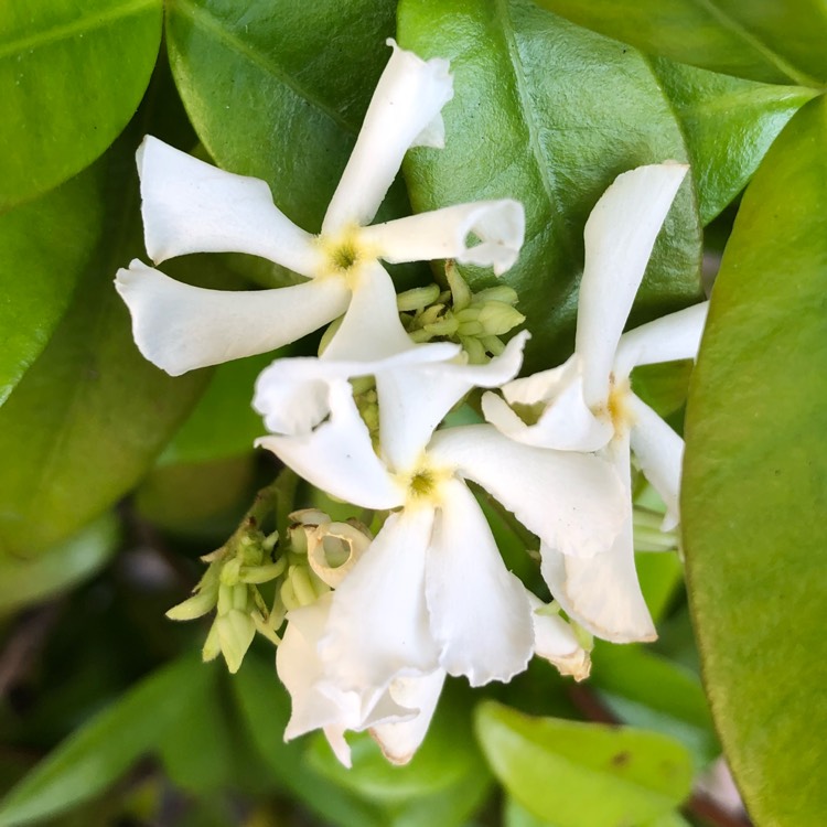 Plant image Trachelospermum jasminoides 'Selbra' syn. Trachelospermum jasminoides 'Star Of Toscana'