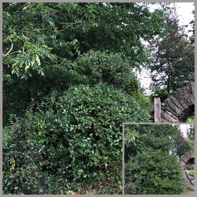 plant image 799680