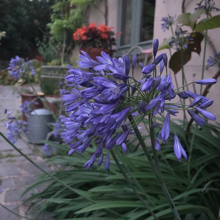 plant image 799736 plant image 799736