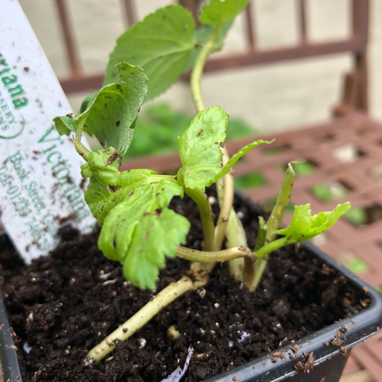 Plant image Angelica archangelica; syn Angelica officinalis