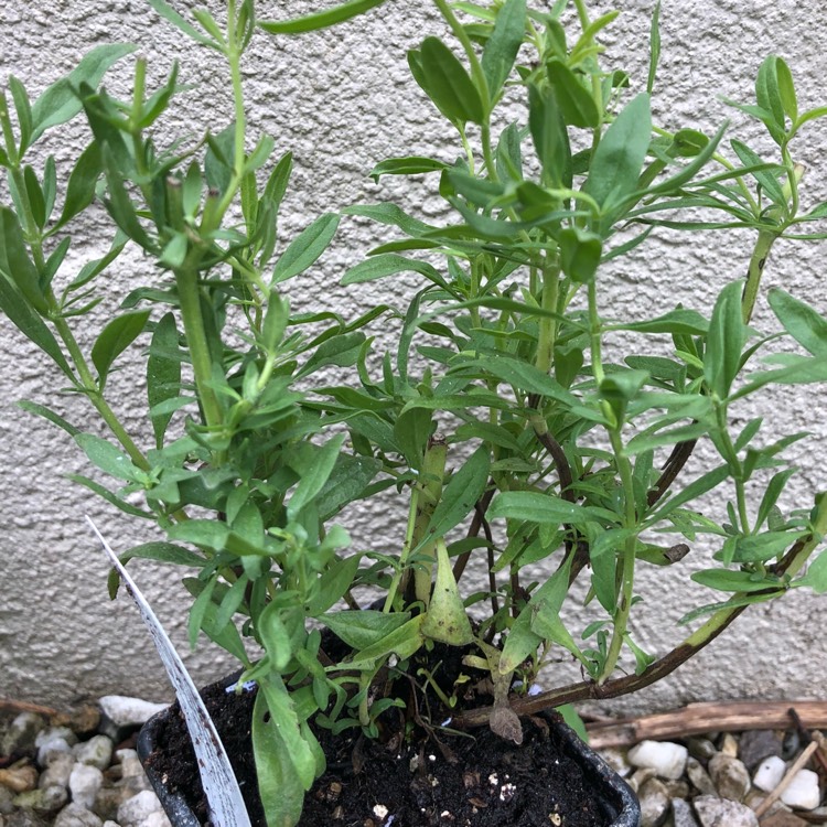 plant image 806295