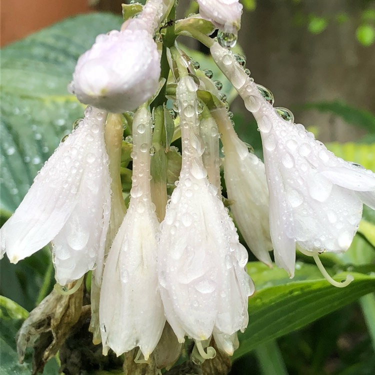 plant image 807304 plant image 807304