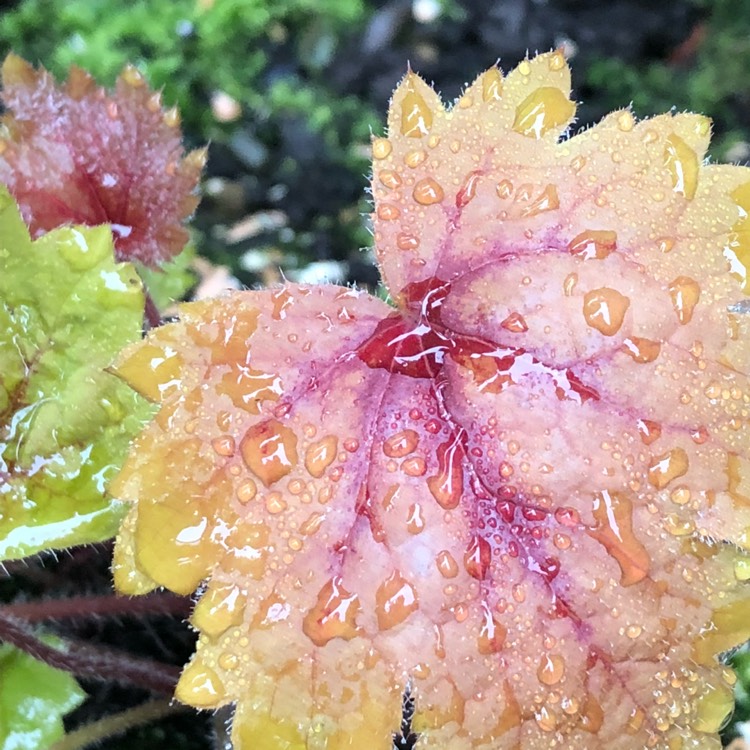 Plant image x Heucherella 'Sweet Tea'