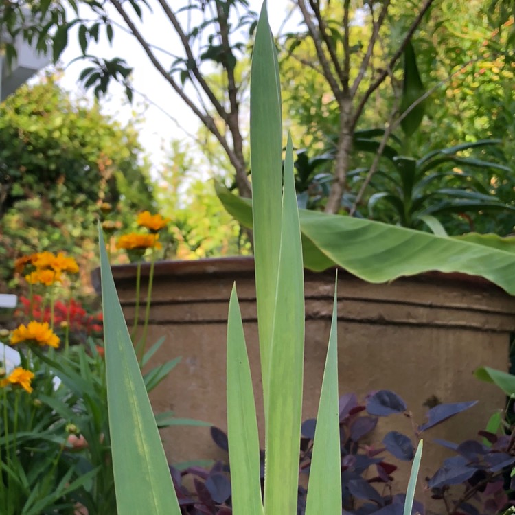 plant image 813518 plant image 813518