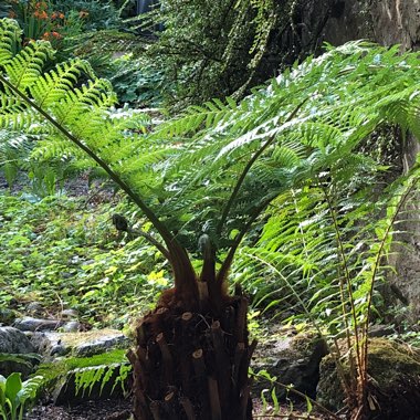 Dicksonia antarctica