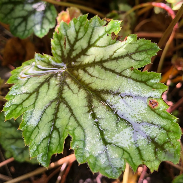 plant image 814116