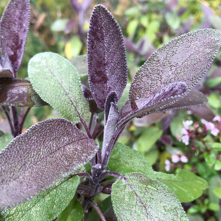Plant image Salvia officinalis 'Purpurascens'