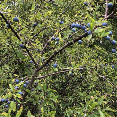Prunus Spinosa