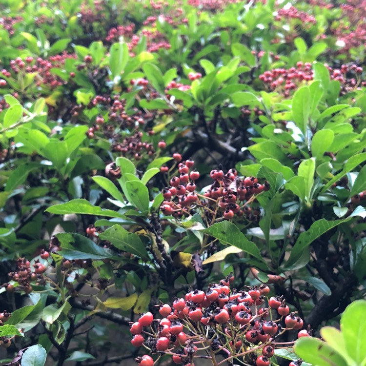 plant image 834643