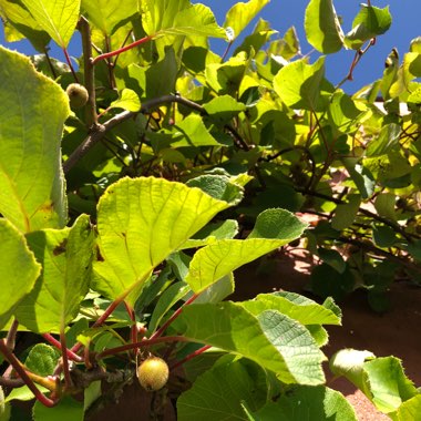 Actinidia deliciosa  syn. Actinidia chinensis var. deliciosa