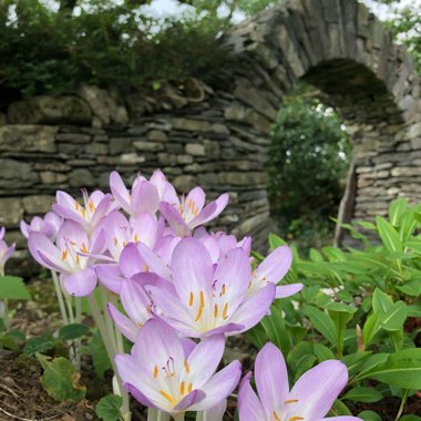Colchicum autumnale
