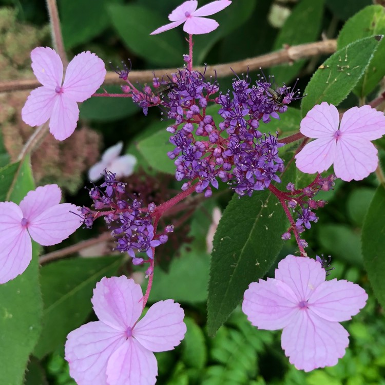 plant image 847351 plant image 847351