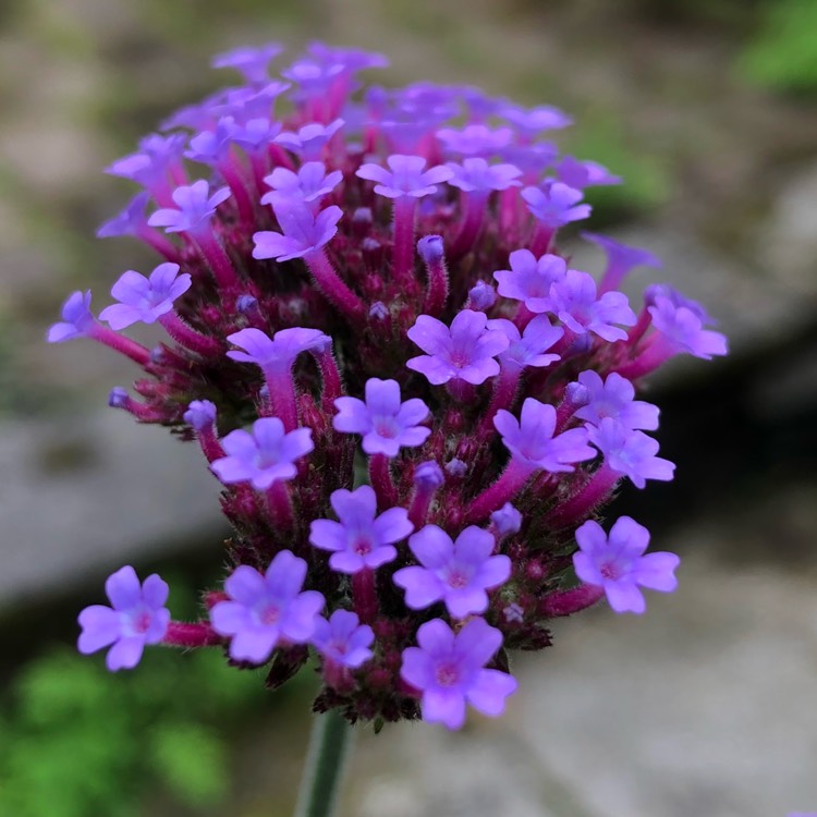 plant image 847353