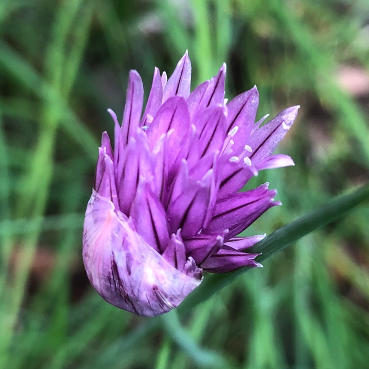 Plant image Allium schoenoprasum