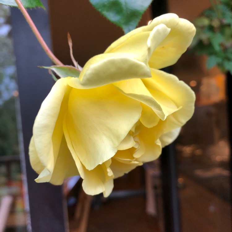 Plant image Rosa 'Golden Showers'