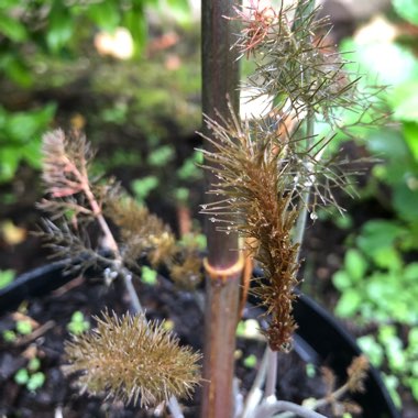 Foeniculum vulgare 'Giant Bronze' syn. Ferula 'Giant Bronze', Ferula communis 'Giant Bronze'