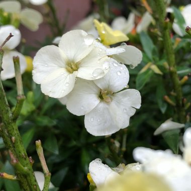 Erysimum 'Rysi Moon' (Rysi Series)