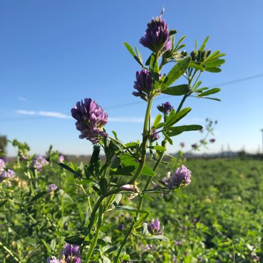 Medicago Sativa